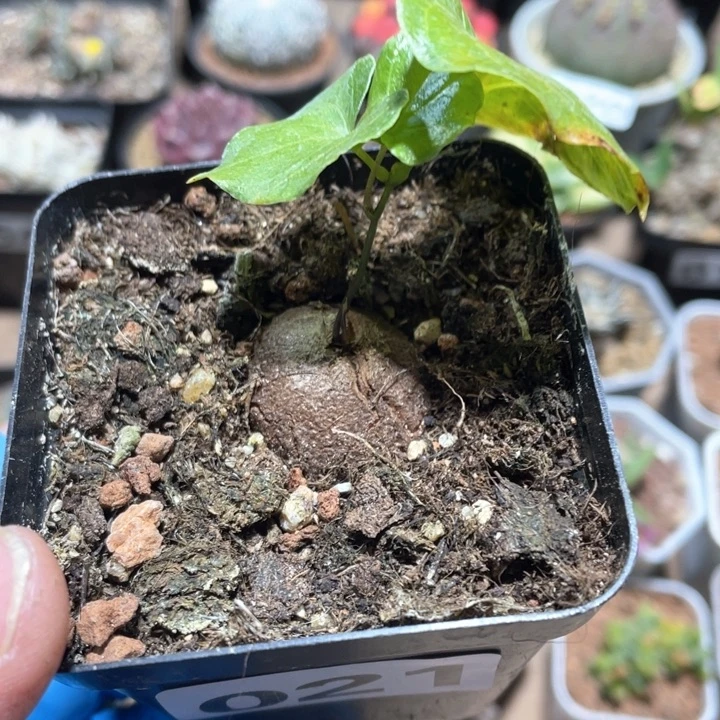 021南非龟甲龙块根