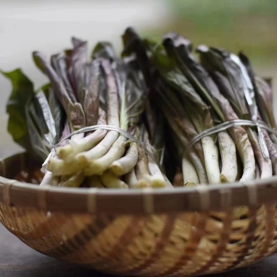 【省外专拍】大邑县西岭雪山高海拨鹿耳韭