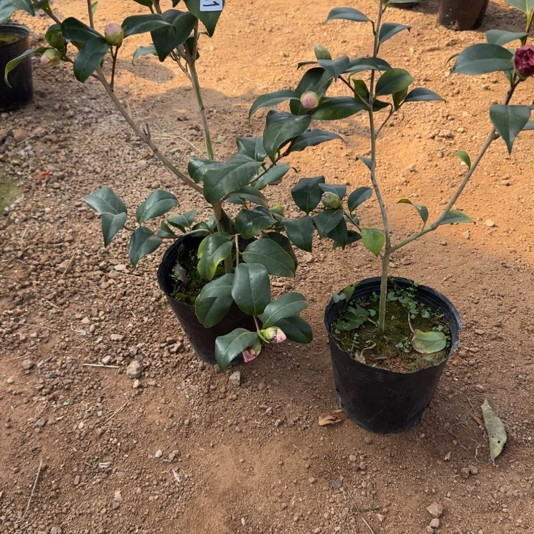 少量花朵（建议范围：2朵-5朵 或40%以下）731-730补差价