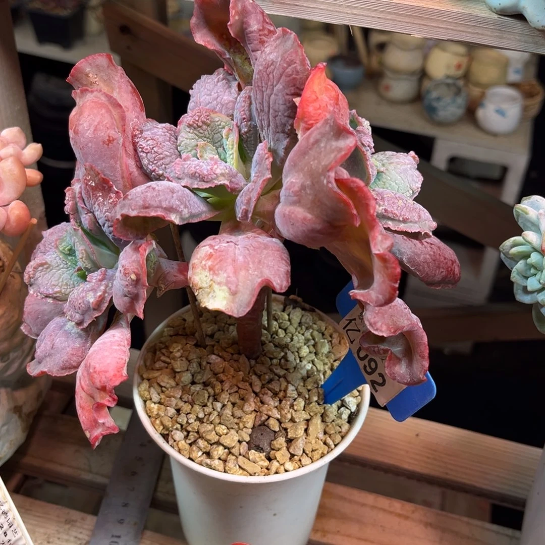 男爵小树多肉植物guidenvm