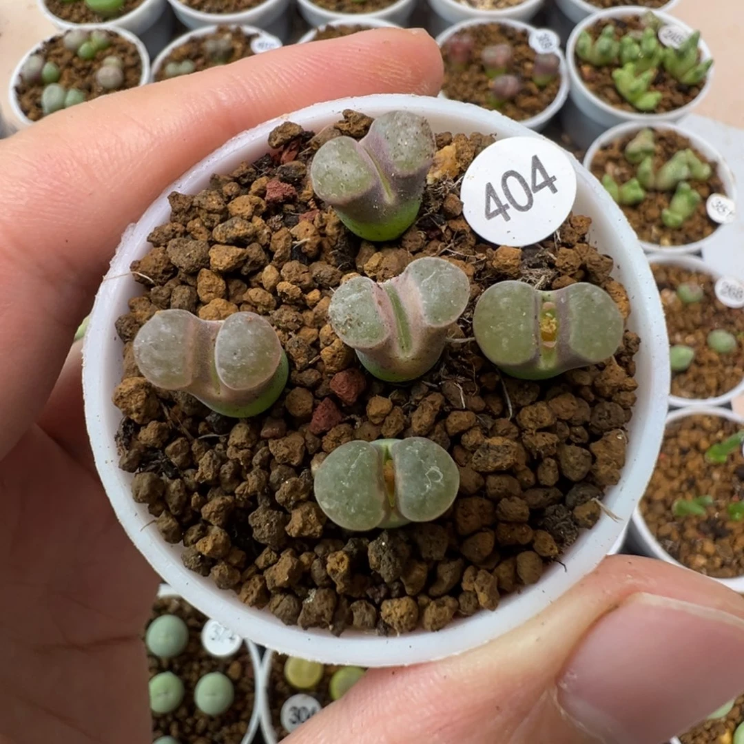 班克雪花磁铁一颗脱土404000