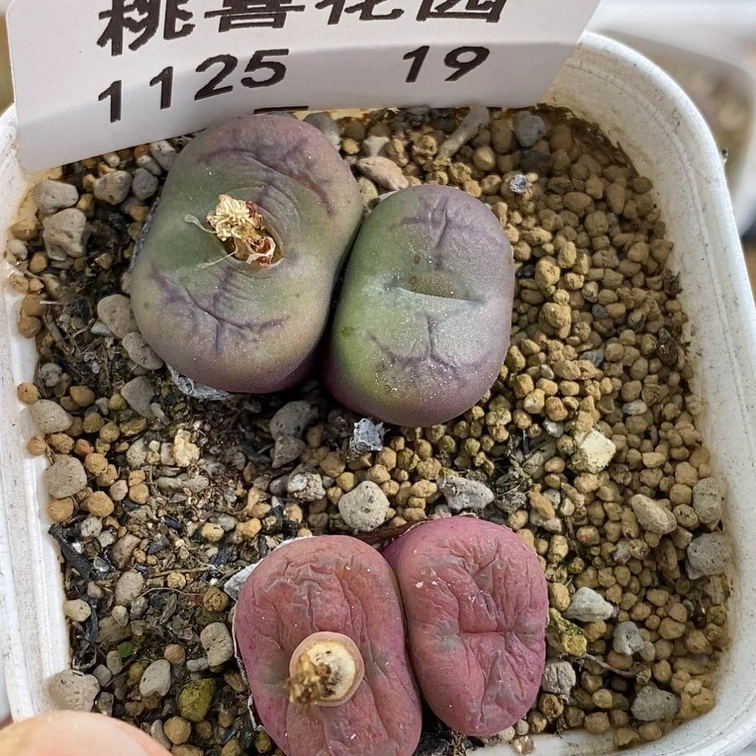 25-19-杂交两颗。