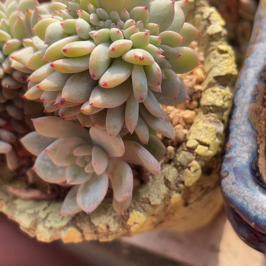 石榴子星影缀化补差价161三盆组合