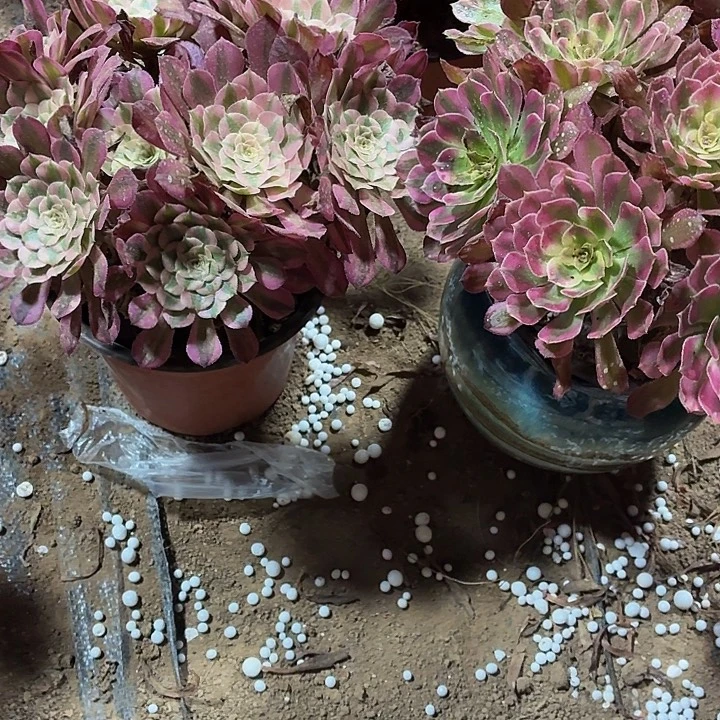 红桶白两颗脱土发货