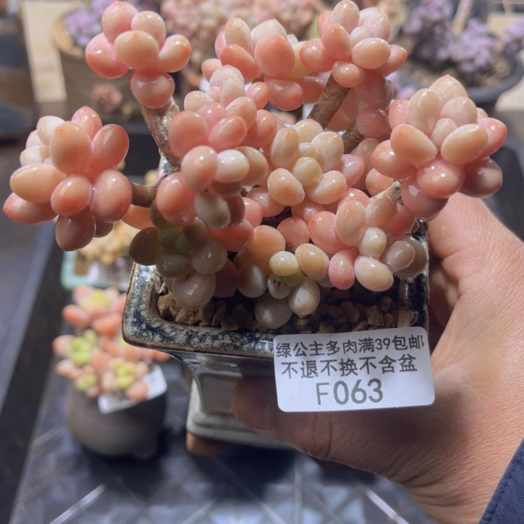 063鱼子酱10cm多肉