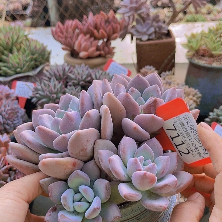 7112奥普琳娜。