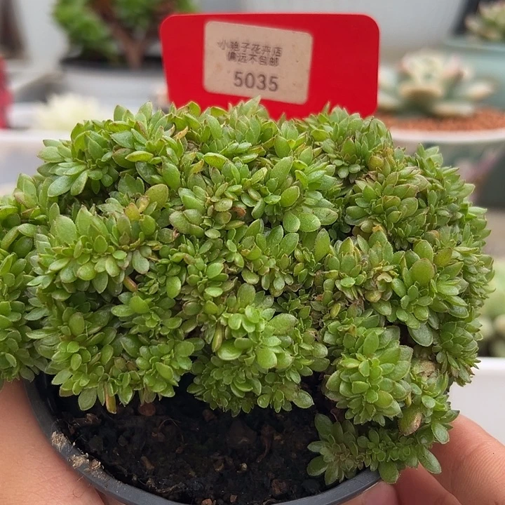 5035号缀化多肉植物