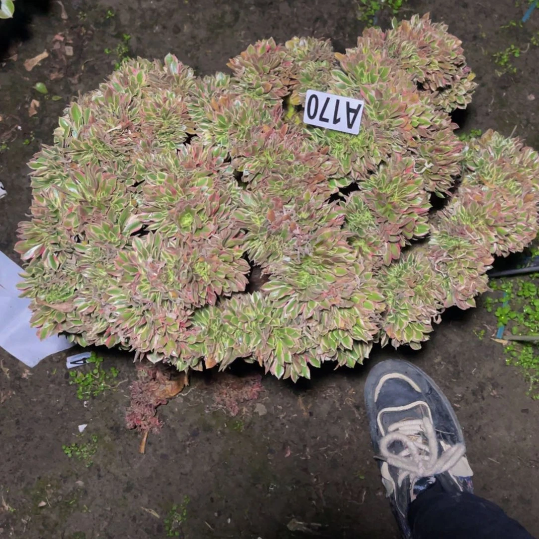 女神法师16///13包邮