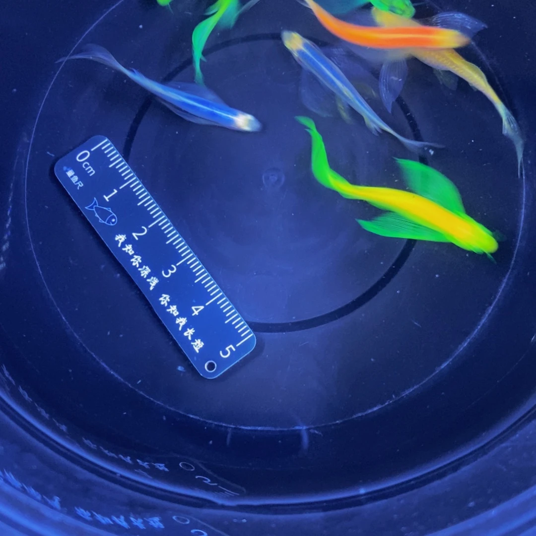 斑马鱼蝶翼斑马3.5-4自选6条