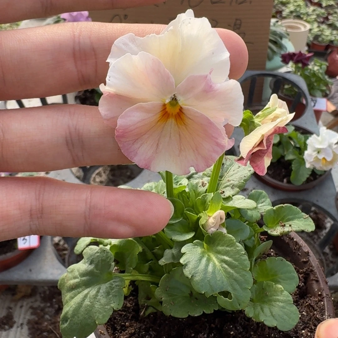 大部分花苞少量开放273