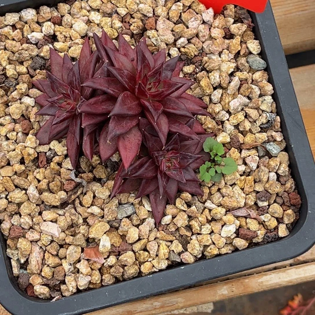 华***金2439号中午多肉植物群生多肉