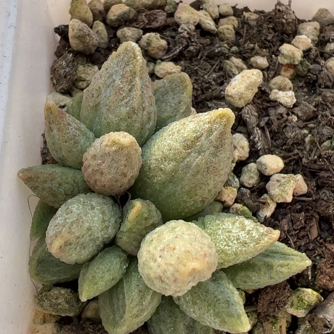 蜡笔小新多肉植物水泡