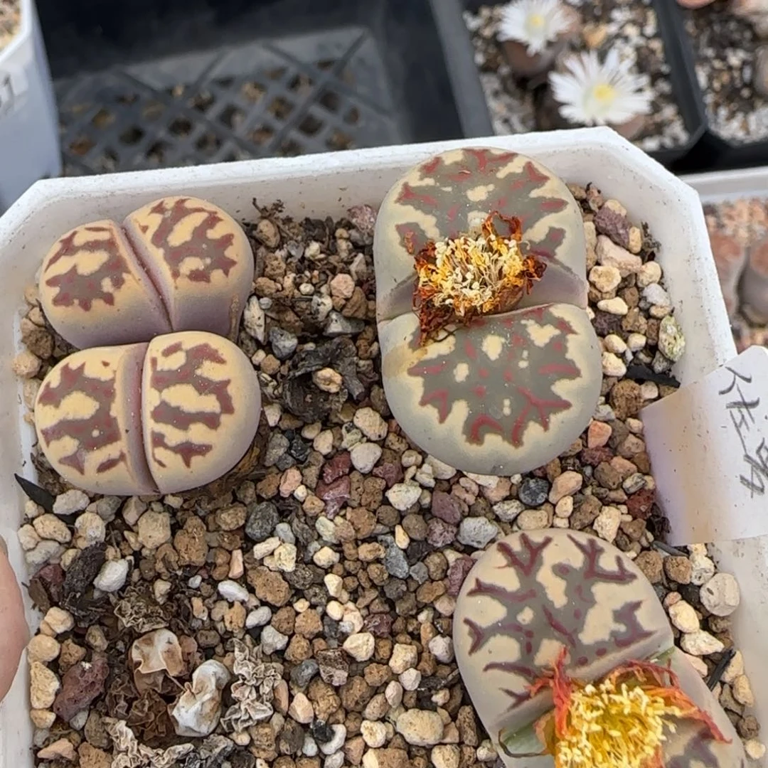 11.21。萌肉佐罗清盒。7058