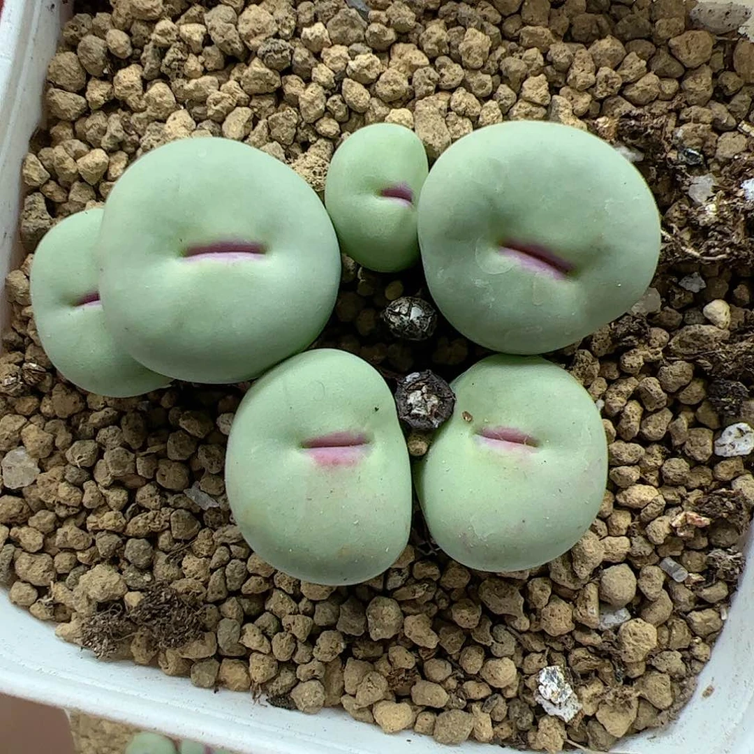 【闪购商品】31 红嘴