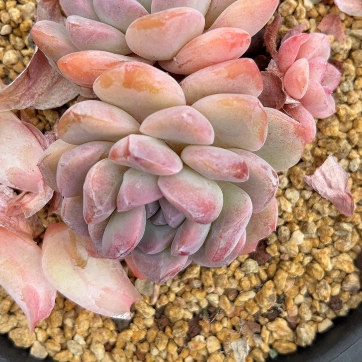 柠*。s lo o kun o o kun o o