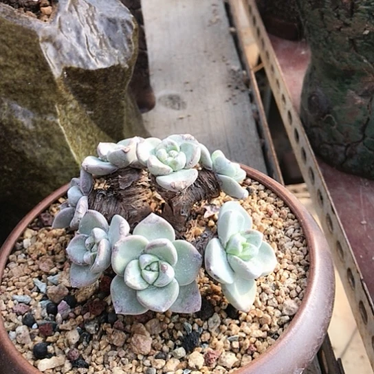 韩货苹果叶仙女棒杯