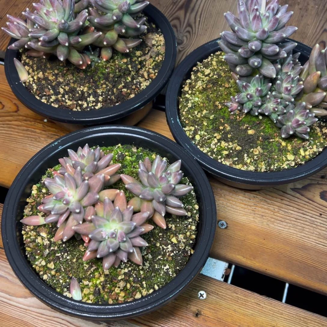 4053多肉多多多多量拍