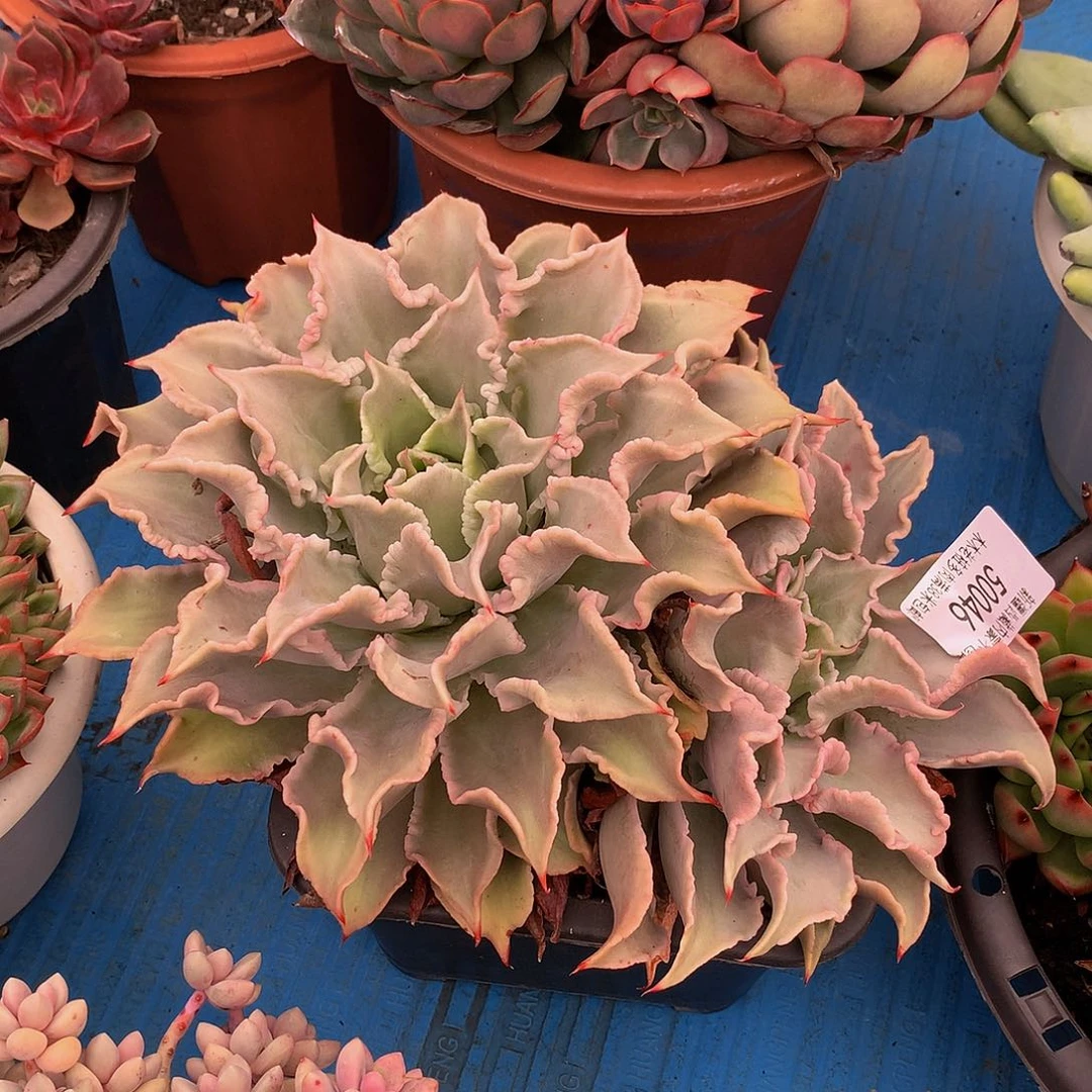 爱****兔   饺子皮50046