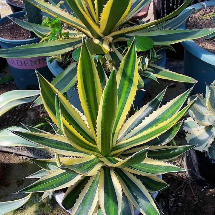 完全开放五色万代裸根发货30cm