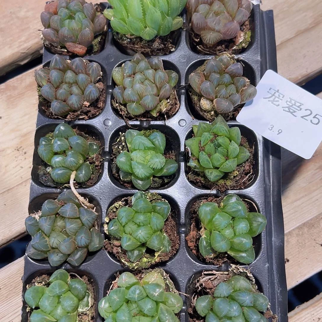 直播福利一物一拍25