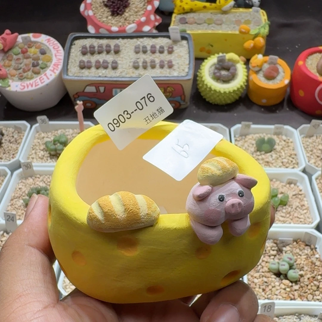 新***.0903-076盆盆盆盆