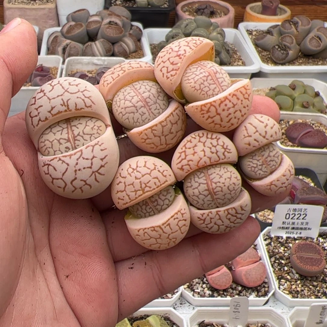 c****m0252号大白5颗送一 多肉植物