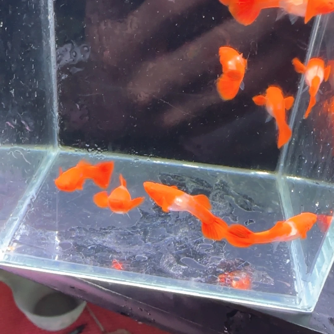 孔雀鱼小鸿运分水10条