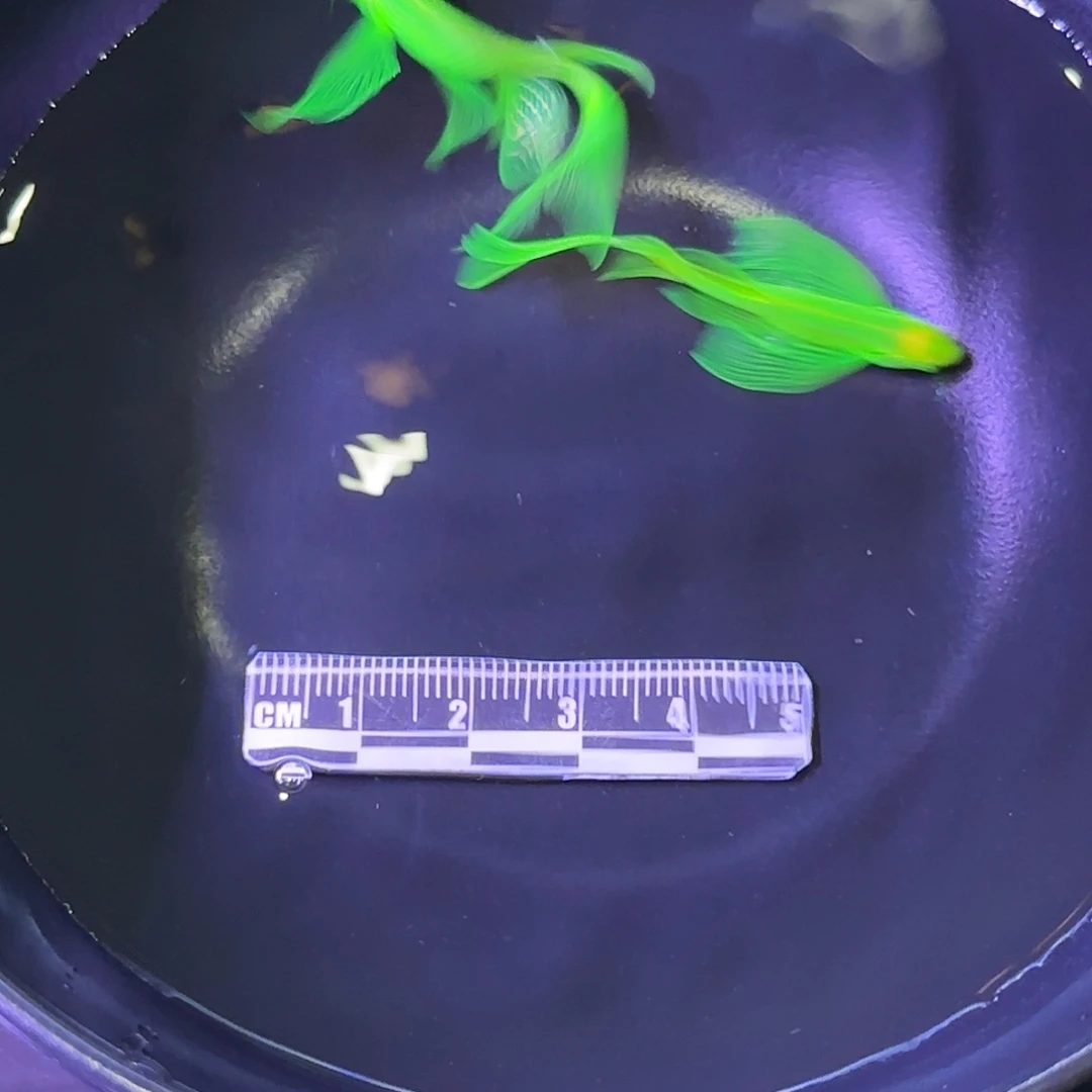 斑马鱼蝶翼斑马种鱼绿2条