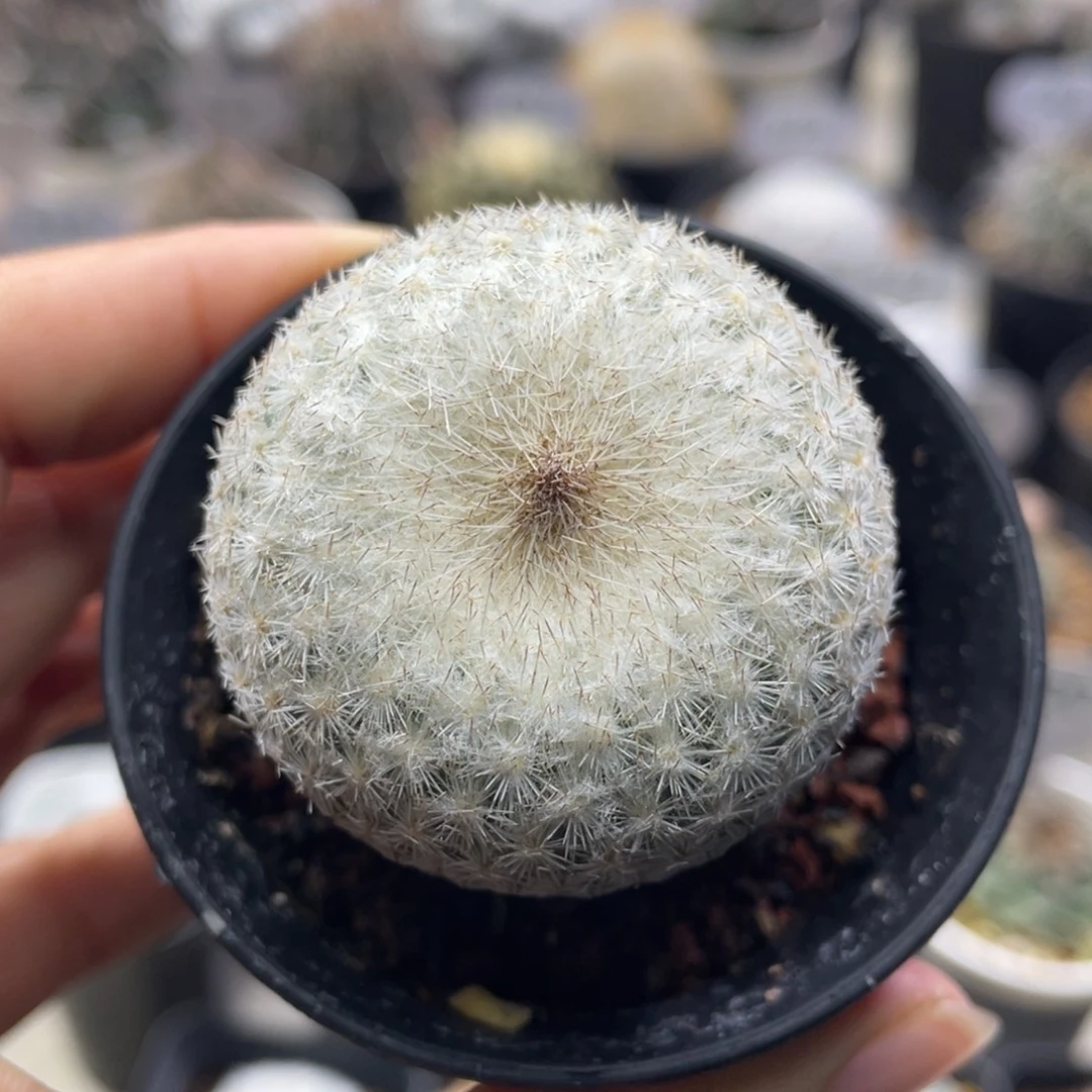 月世界         实生根