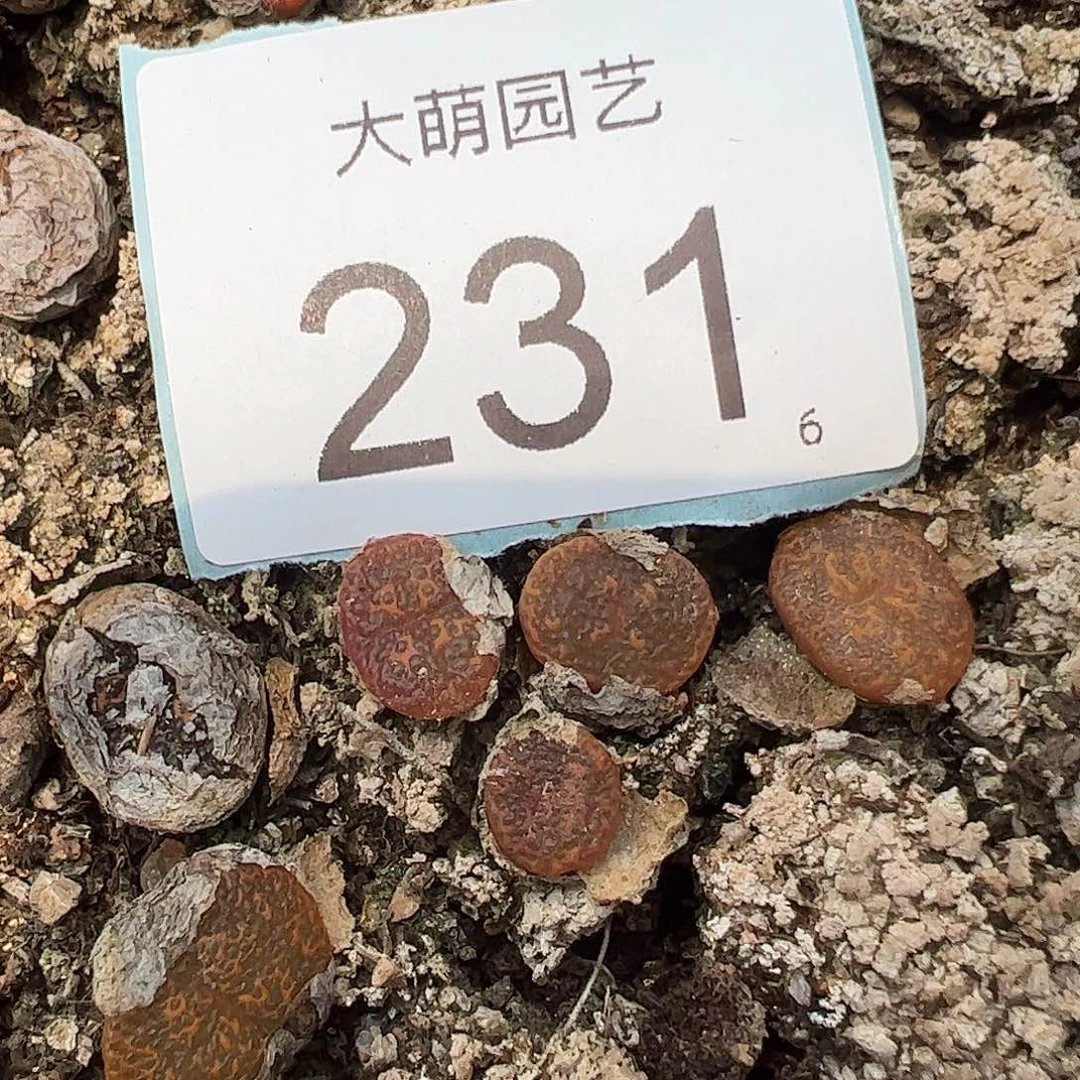 0000231量拍K勋鱼子酱1颗1444.36