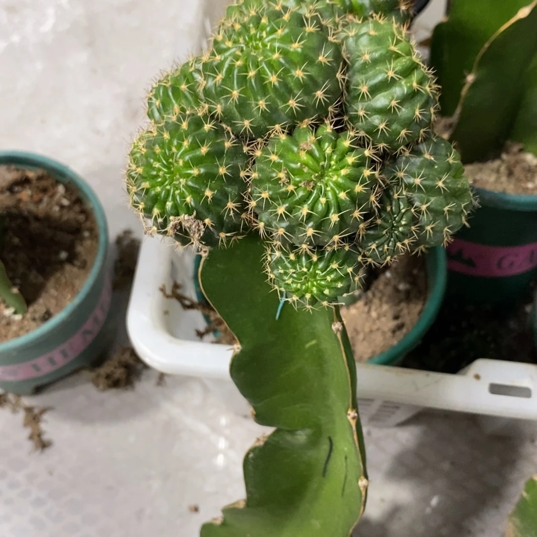新品丽花文昌门母本群生没主头
