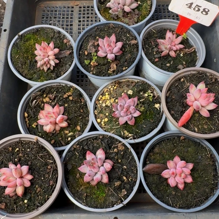 红***叶458多肉植物一物一拍