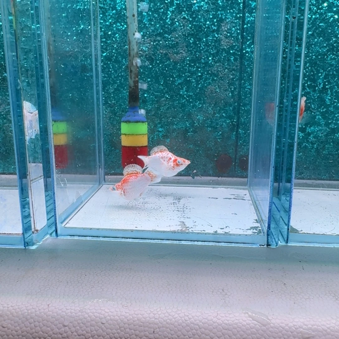 黑玛丽鱼633号玛丽2条