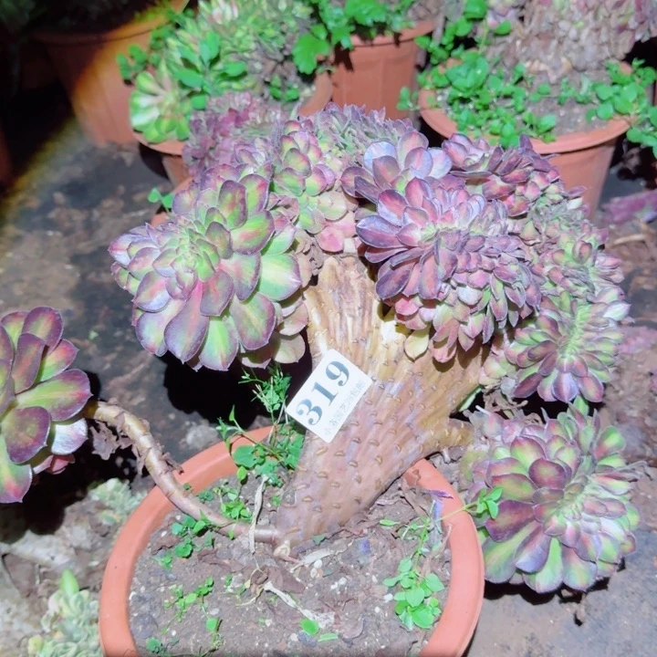 319抹茶缀化多肉植物满28包邮