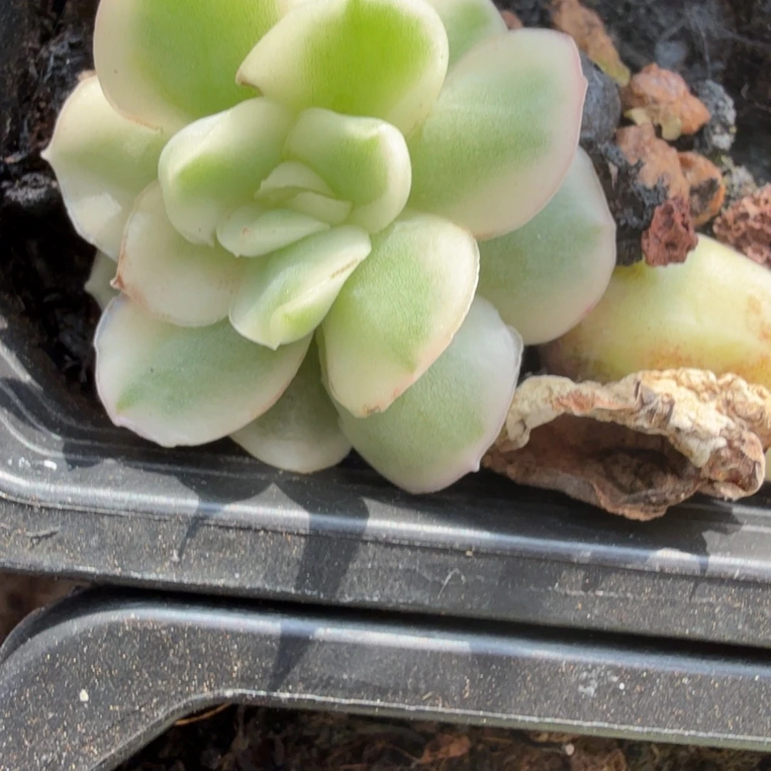 无名盲盒锦多肉锦