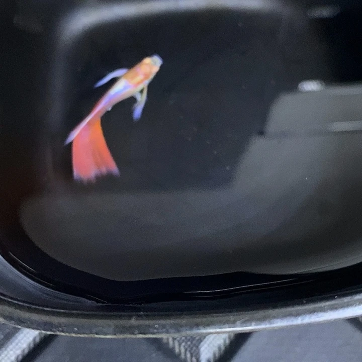紫白跑红一对孔雀鱼