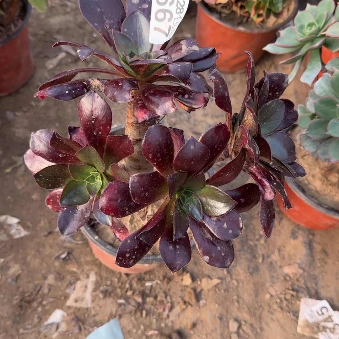 冰武士多肉瑕疵667满28包邮断枝不包