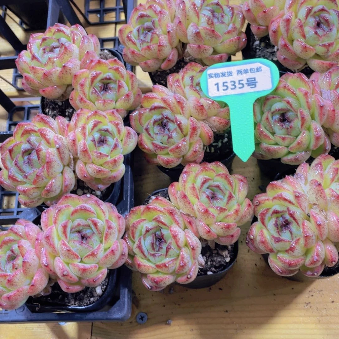 1535号 糖心全状态黄水晶飘枝一颗