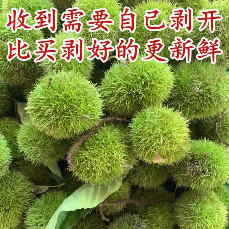 河南七月红带壳板栗新鲜现摘带壳发货