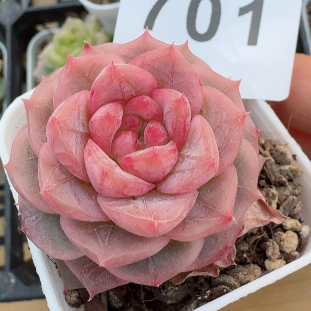 孤品         精品多肉