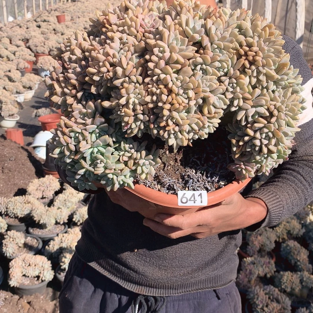 641微瑕 淡雪缀 一物一拍