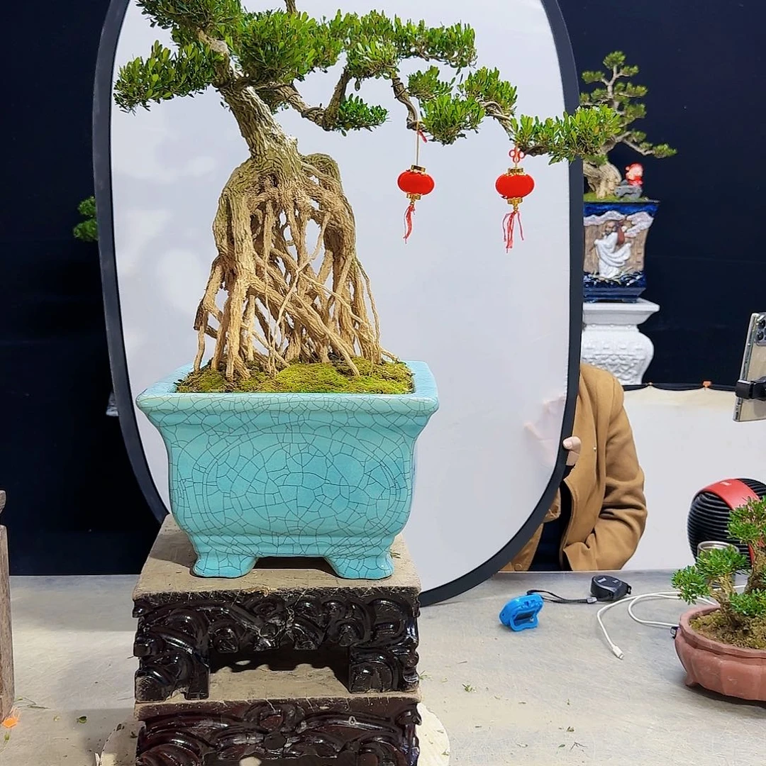 高端皱皮黄杨盆景