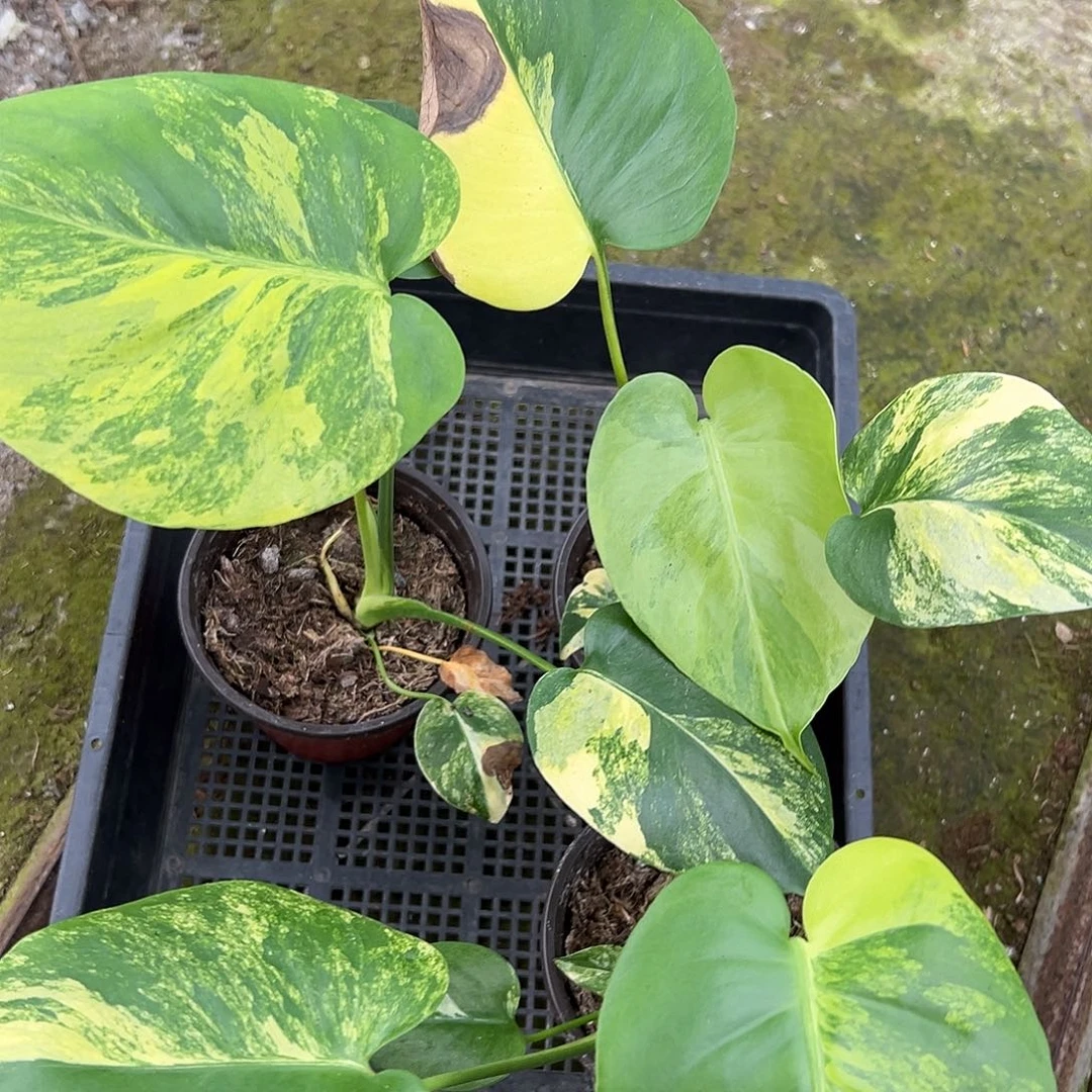 完全开放短簧随机发货不售后