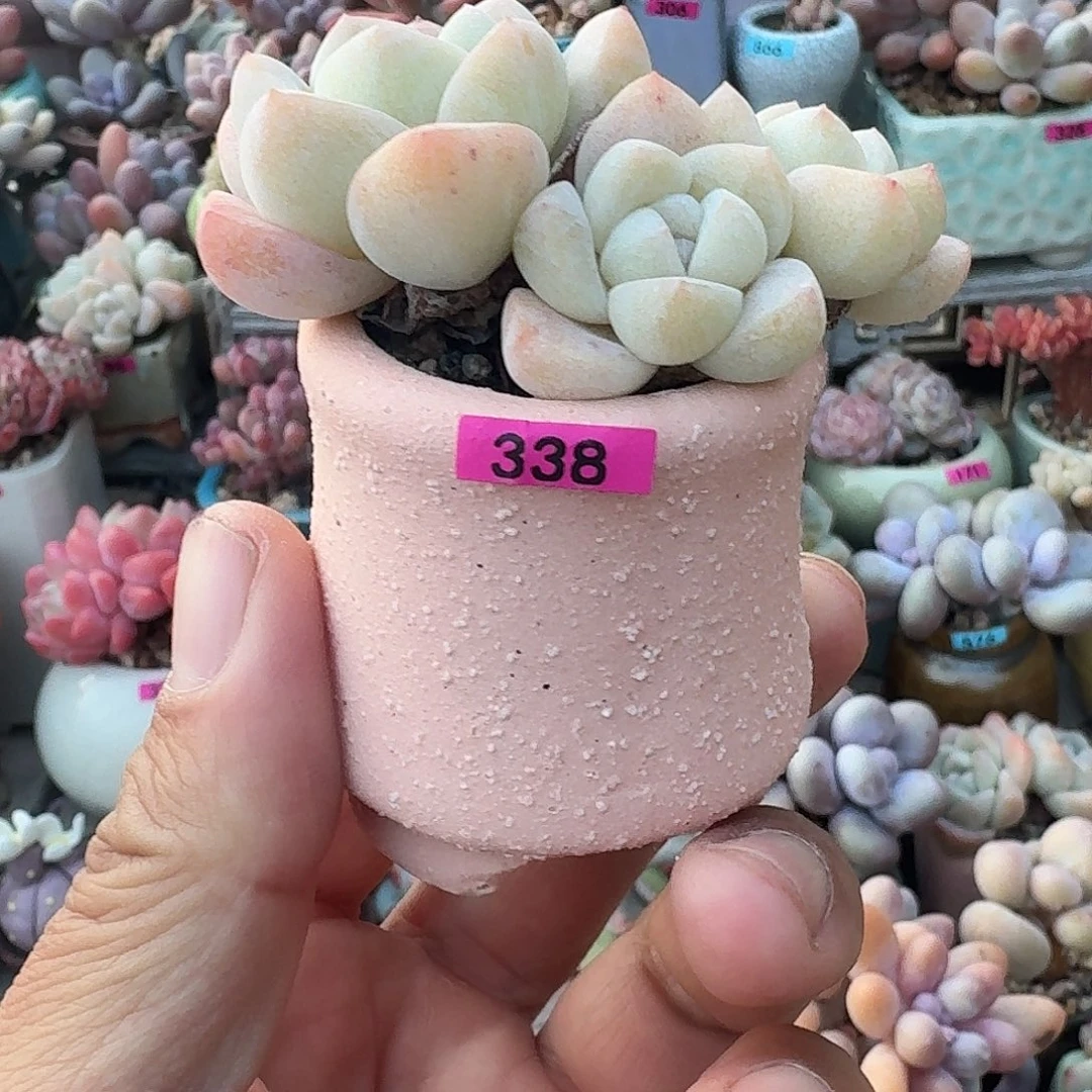 小***.一物一拍编号338