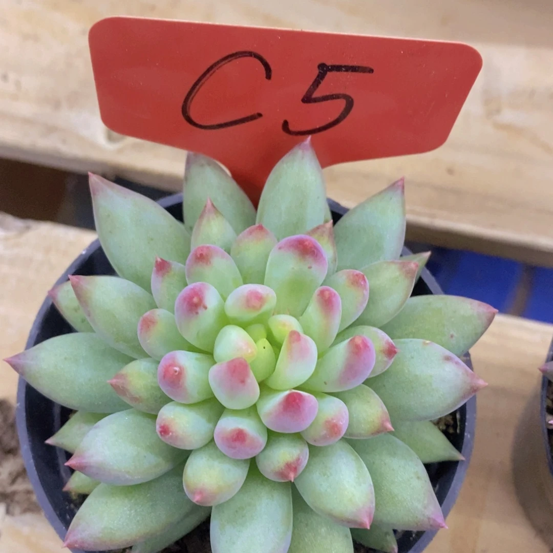 开心多肉，一物一拍