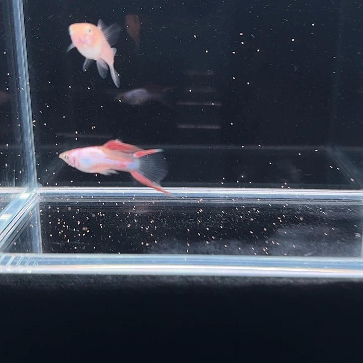 孔雀鱼艾尔银红双剑