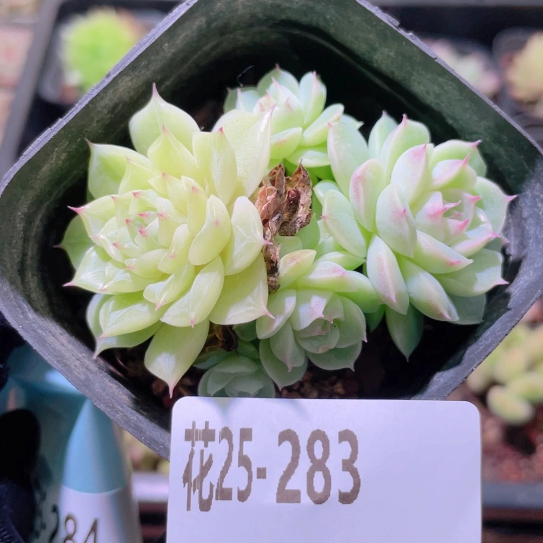 花利美25-283麦秆