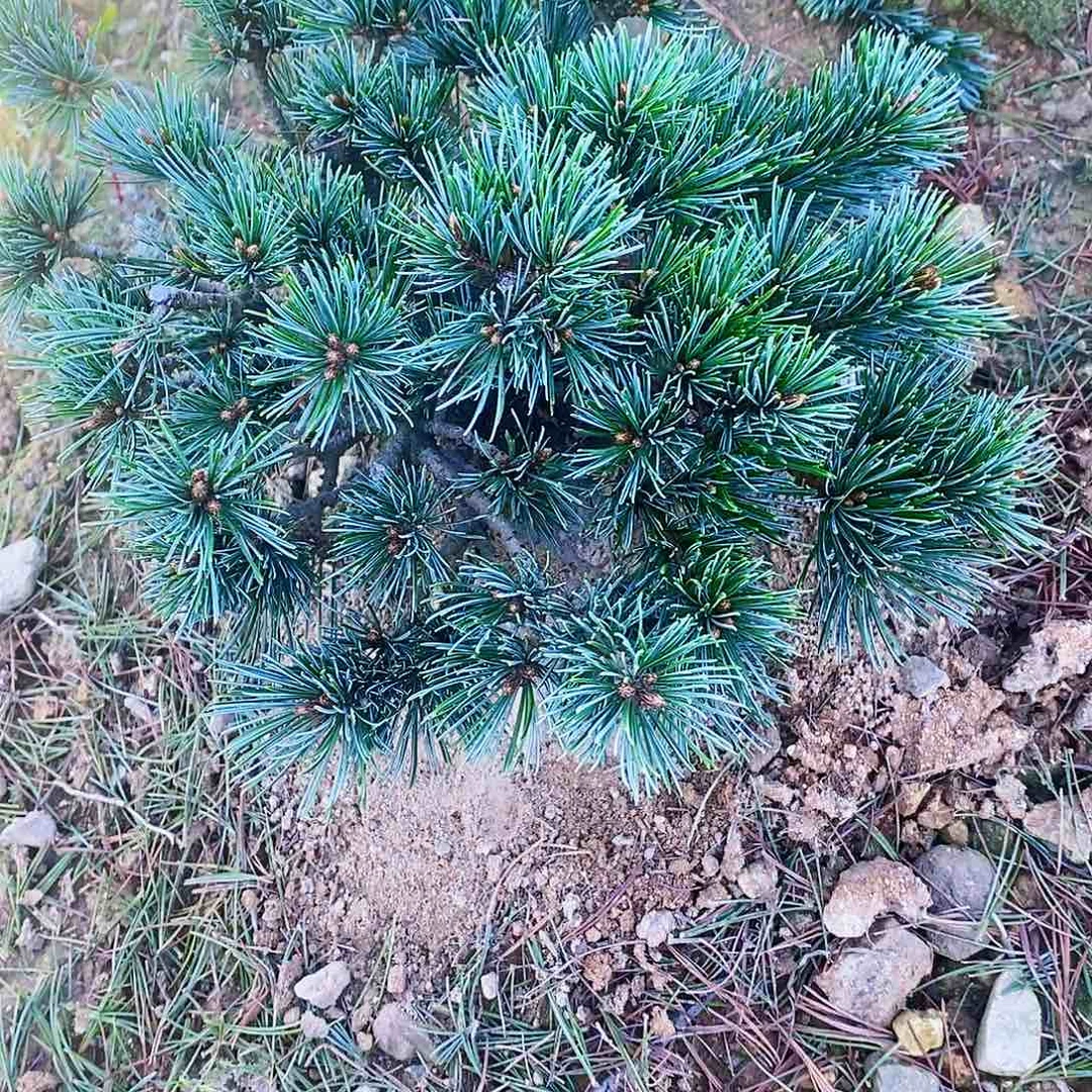 【闪购商品】无花朵