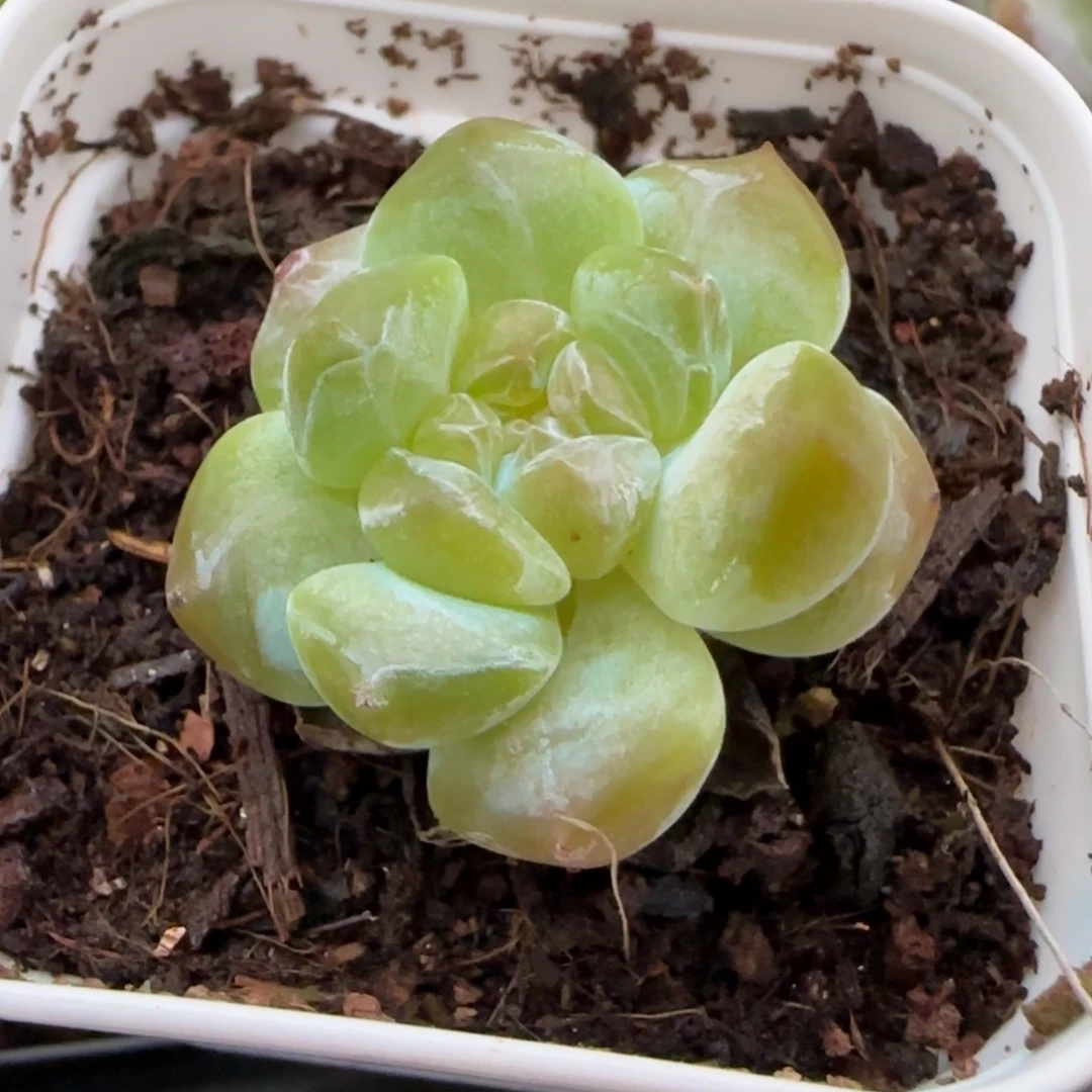 小卡拉米糖心一物一拍30-55