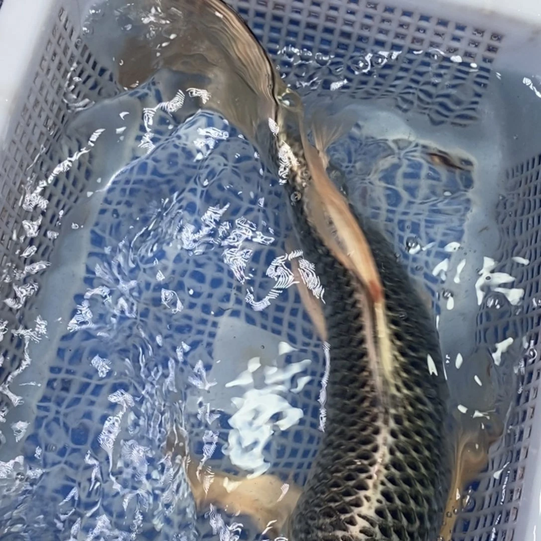 锦鲤冷水锦鲤包邮